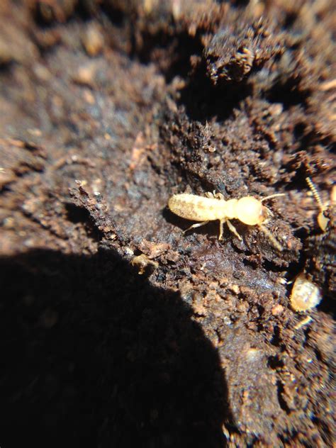 eastern subterranean termite scientific name